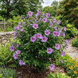Purple Rose of Sharon Live Plant in Quart Pot, Althea Hibiscus Flowering Shrub for Outdoor Garden