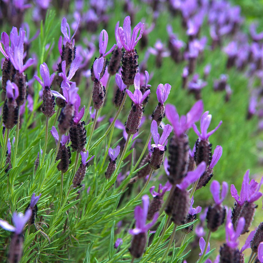 Lavender Live Plant 4″ Pot, Fragrant Purple Blooms, Outdoor and Container Growing, Zones 8–11 (Fragrant Purple)