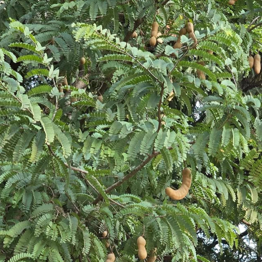 Tamarind Tree Live Plant, Edible Fruit Tree, 4 Inches Pot, Tamarind Plant Outdoor Garden