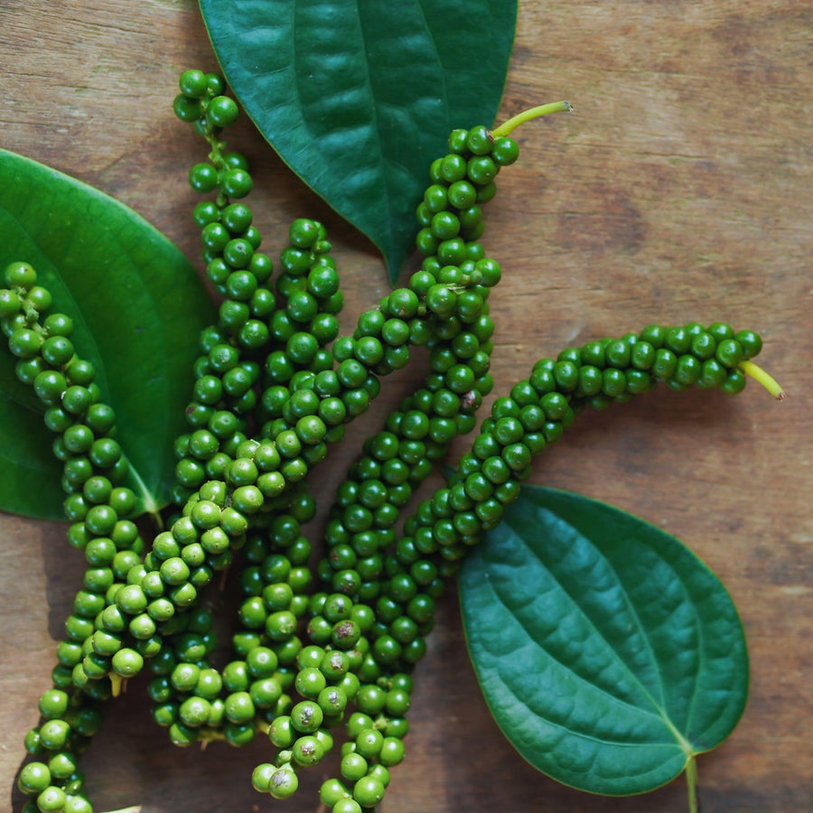 Piper Nigrum Plant Live, 4 to 6 Inches Tall, Black Pepper Plant Tree Live for Garden