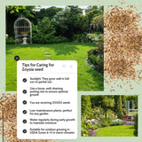 10000 Emerald Zoysia Grass Seeds for Lawn, Emerald Zoysia Grass Seeds, Lawngrass Seed, Drought Tolerant for Outdoor Lawn and Garden