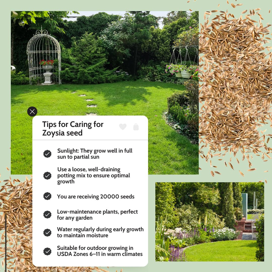 10000 Emerald Zoysia Grass Seeds for Lawn, Emerald Zoysia Grass Seeds, Lawngrass Seed, Drought Tolerant for Outdoor Lawn and Garden