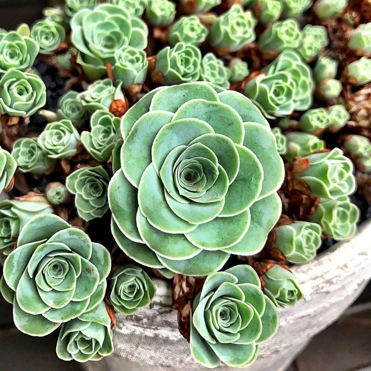 Live Mountain Rose Sucuclent, Rare Succulents Plants Live in 2 Inch Pot, Houseplant Rose-Shaped Succulents Plant for Planting Indoors Garden, Containers