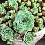 Live Mountain Rose Sucuclent, Rare Succulents Plants Live in 2 Inch Pot, Houseplant Rose-Shaped Succulents Plant for Planting Indoors Garden, Containers