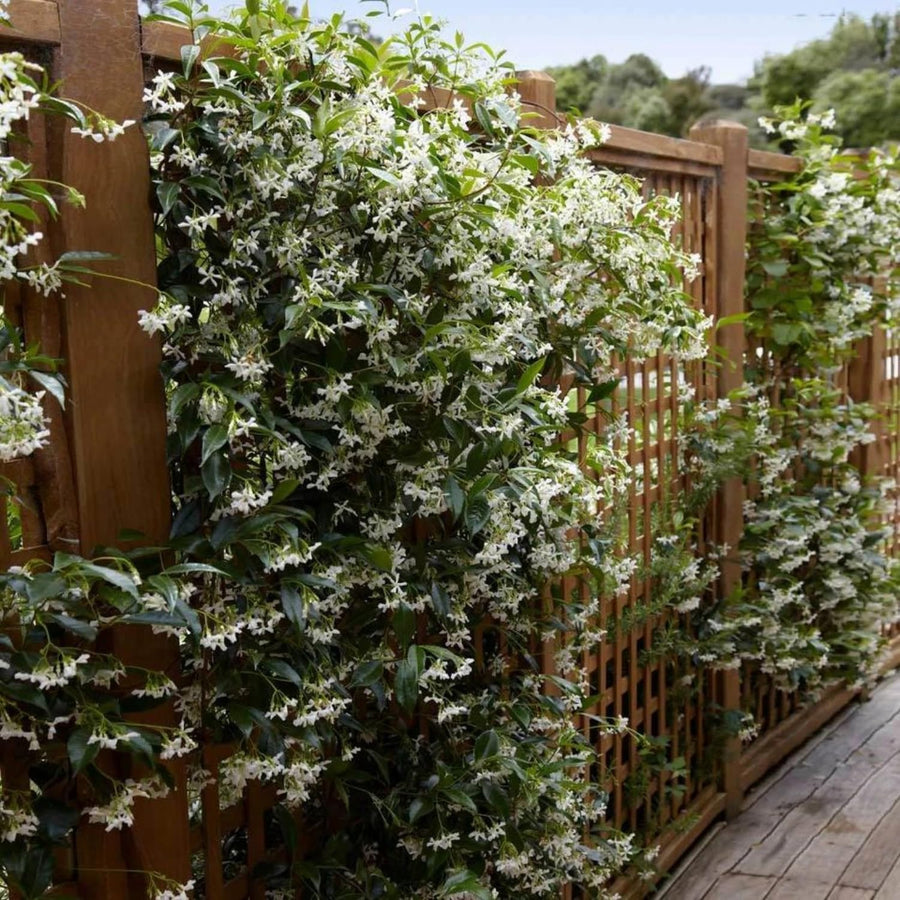 Jasmine Plant Live, White Fragrant Jasmine Flowering Vine, 4-7 Inches, Flowers for Home Garden, Balcony, Trellis (Star Jasmine)