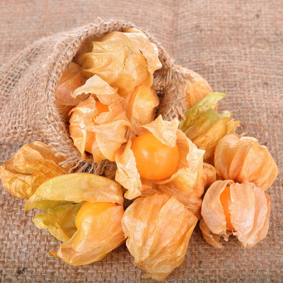 Cape Gooseberry Plant in 4 Inch Pot, Live Golden Berry Ground Cherry Plants, 6-9" Tall Sweet Tropical Fruit Plant, Easy to Grow Plants