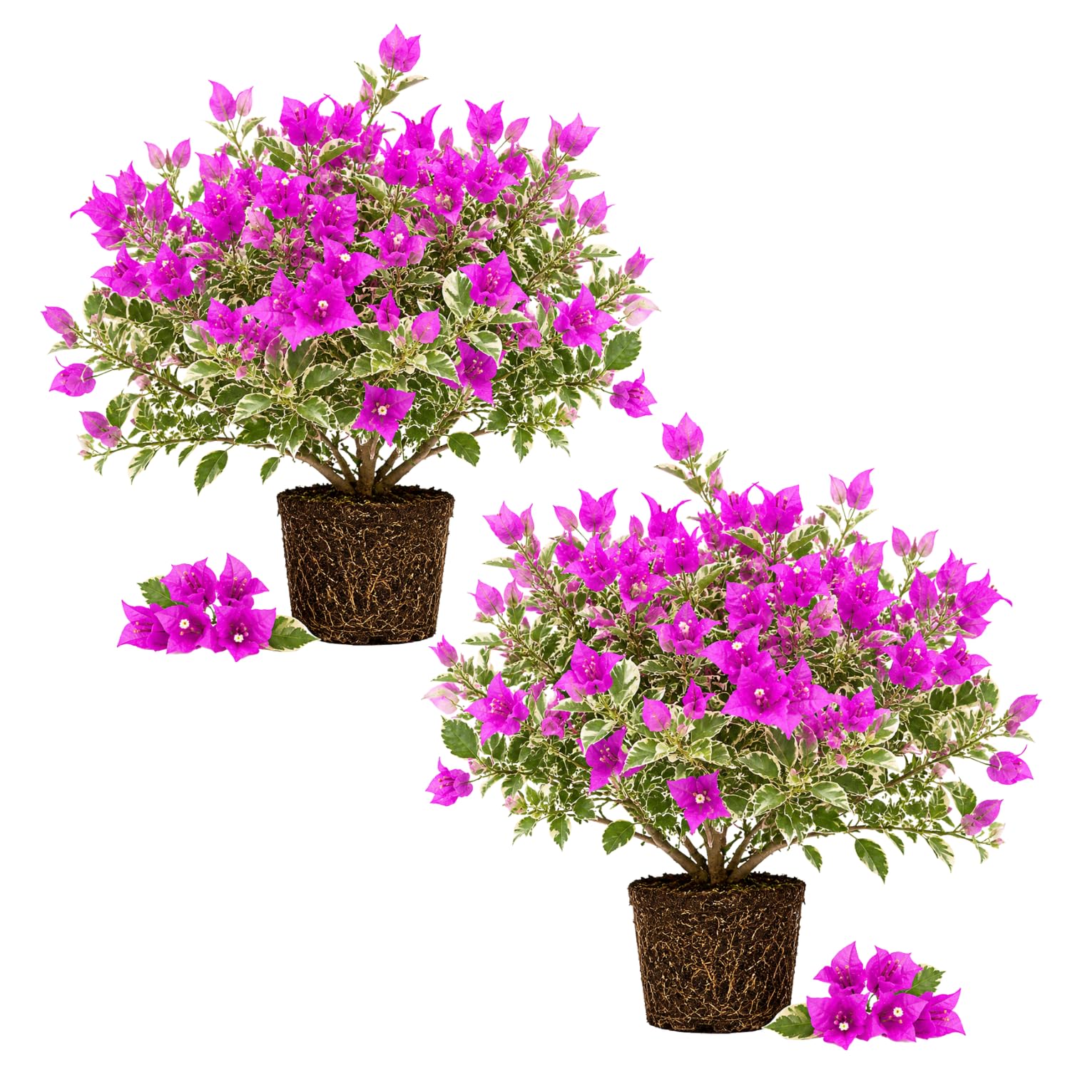 2 Trailing Bougainvillea Plants Live, Hardy Flowering Bougainvillea Plants for Hanging Basket, Container Growing, 4-8 Inches Tall (Blueberry Ice)