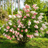 Fire Hydrangea Plant Live, in Quart Pot, 8-14" Tall Cold Hardy Hydrangea Flowering Shrub, Color Changing Flower