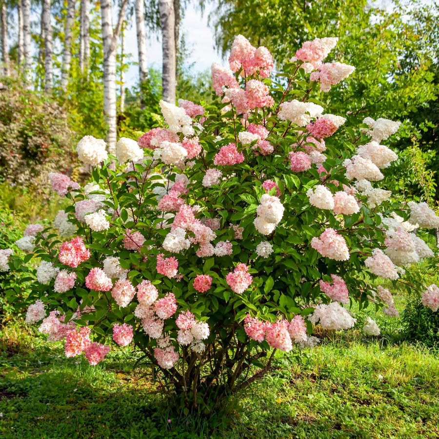 Fire Hydrangea Plant Live, in Quart Pot, 8-14" Tall Cold Hardy Hydrangea Flowering Shrub, Color Changing Flower