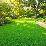 Set 20000 Zoysia Grass Seeds, Zoysia Grass Seeds for Lawn, Low Maintenance, Drought Tolerant Lawns for Home and Yards