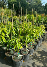 Seedlings Mango Tree Live Plant in Pot, 12-16 Inches Mango Trees Well Rooted, Fast-Growing Mango Tree