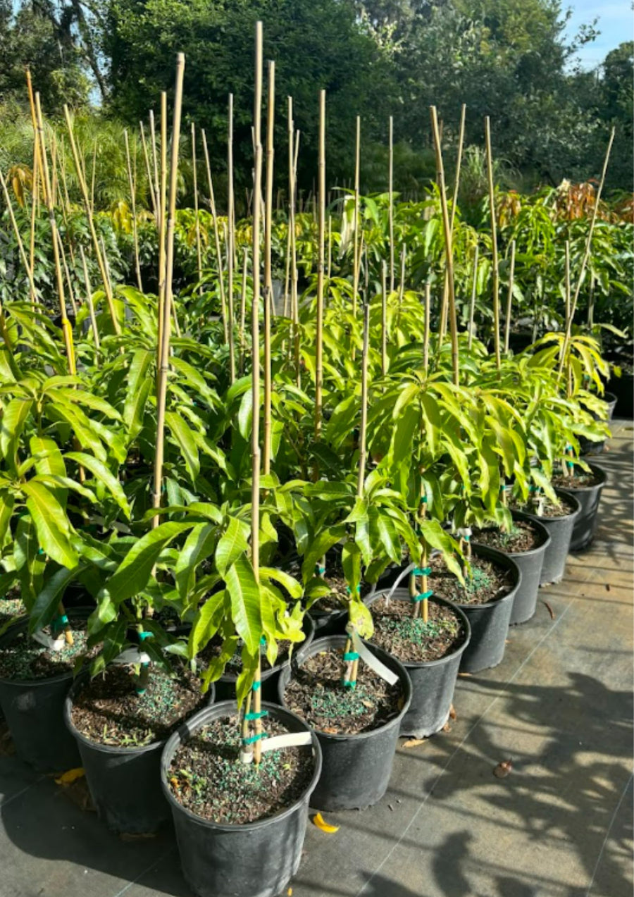 Seedlings Mango Tree Live Plant in Pot, 12-16 Inches Mango Trees Well Rooted, Fast-Growing Mango Tree