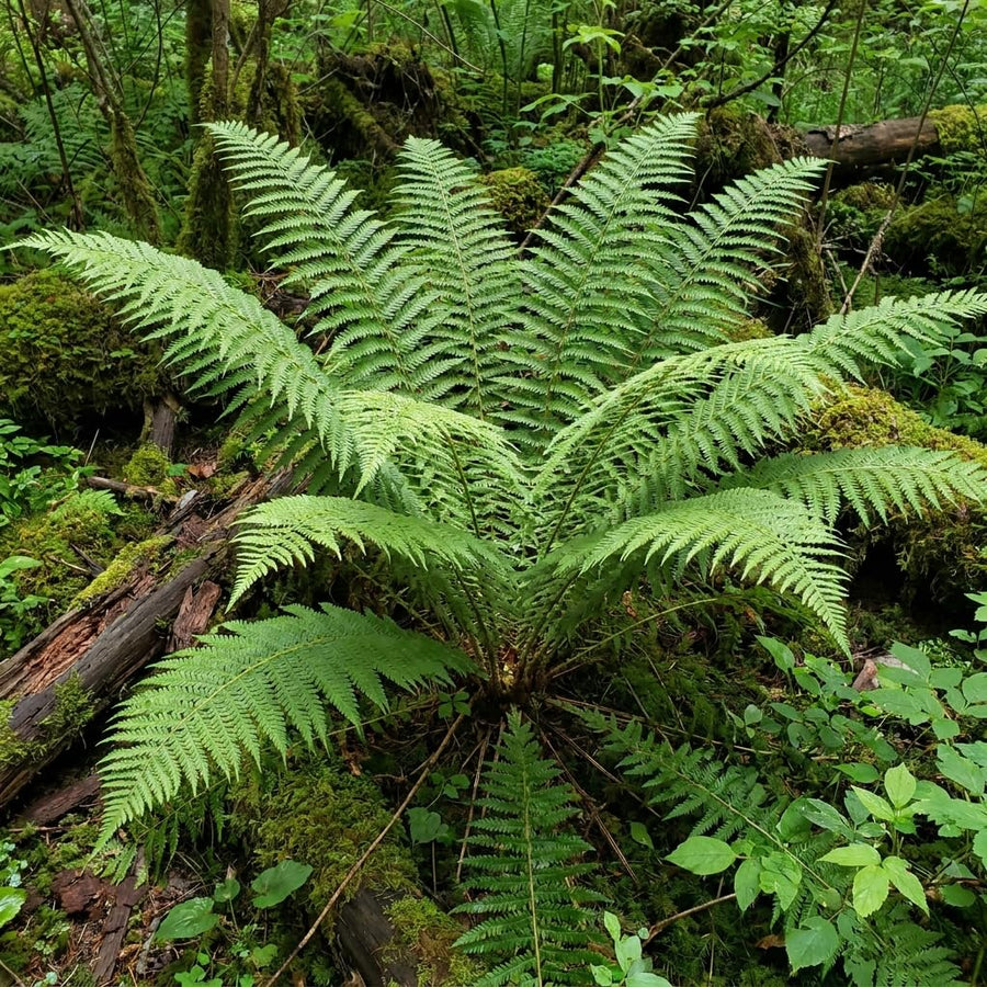 10 Ostrich Fern Live Rhizomes, Shade Perennial Fern Plants for Outdoor Growing, Hardy, Fast Growing