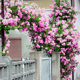 Climber Rose Plant Live - Climbing Rose - Come Bare Root with Soil, No Leaves, 5 to 7 Inches (Pink New Dawn)