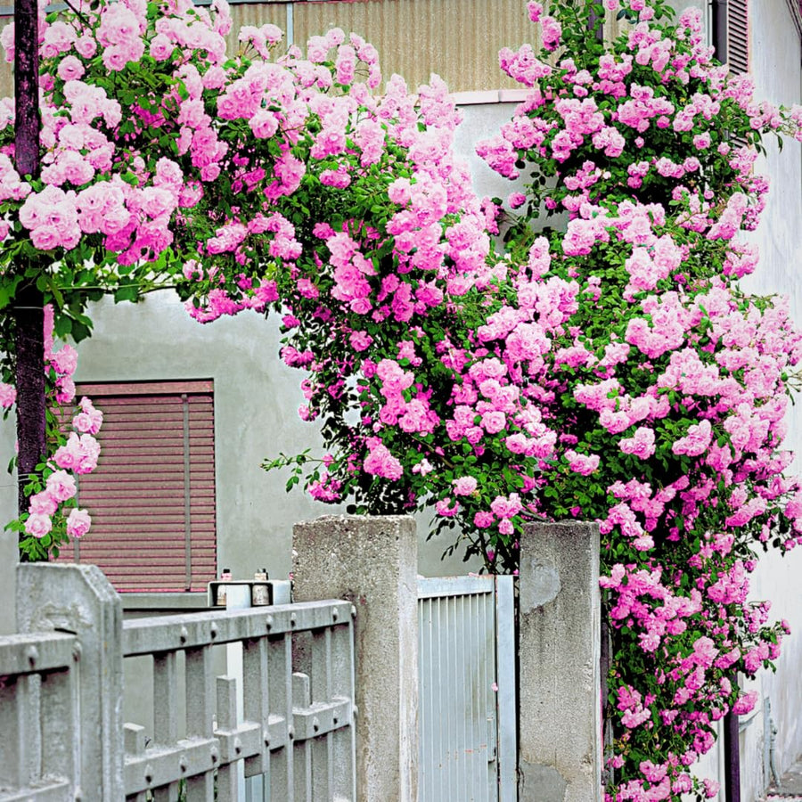 Climber Rose Plant Live - Climbing Rose - Come Bare Root with Soil, No Leaves, 5 to 7 Inches (Pink New Dawn)