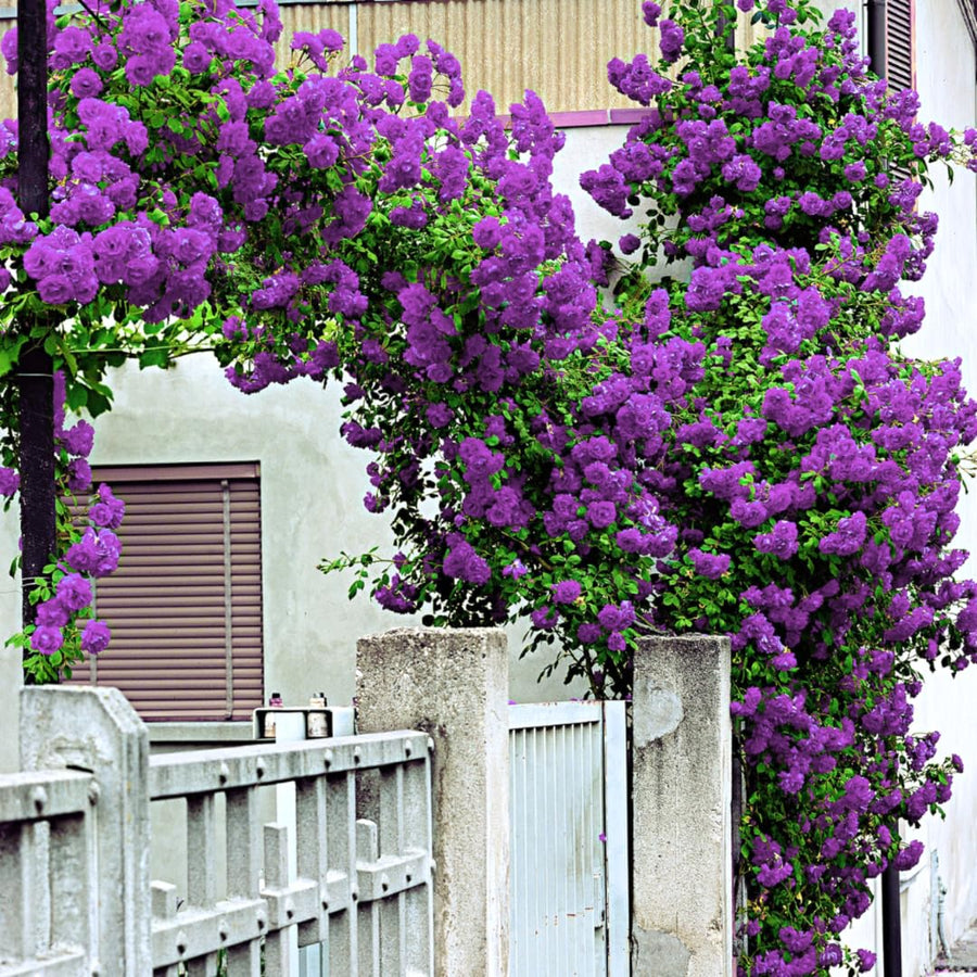Purple Climbing Rose Live Plant Bare Root, Live Rose Bushes Ready to Plant Outdoor, 7-12 Inc Tall, Well Rooted, Cold Hardy