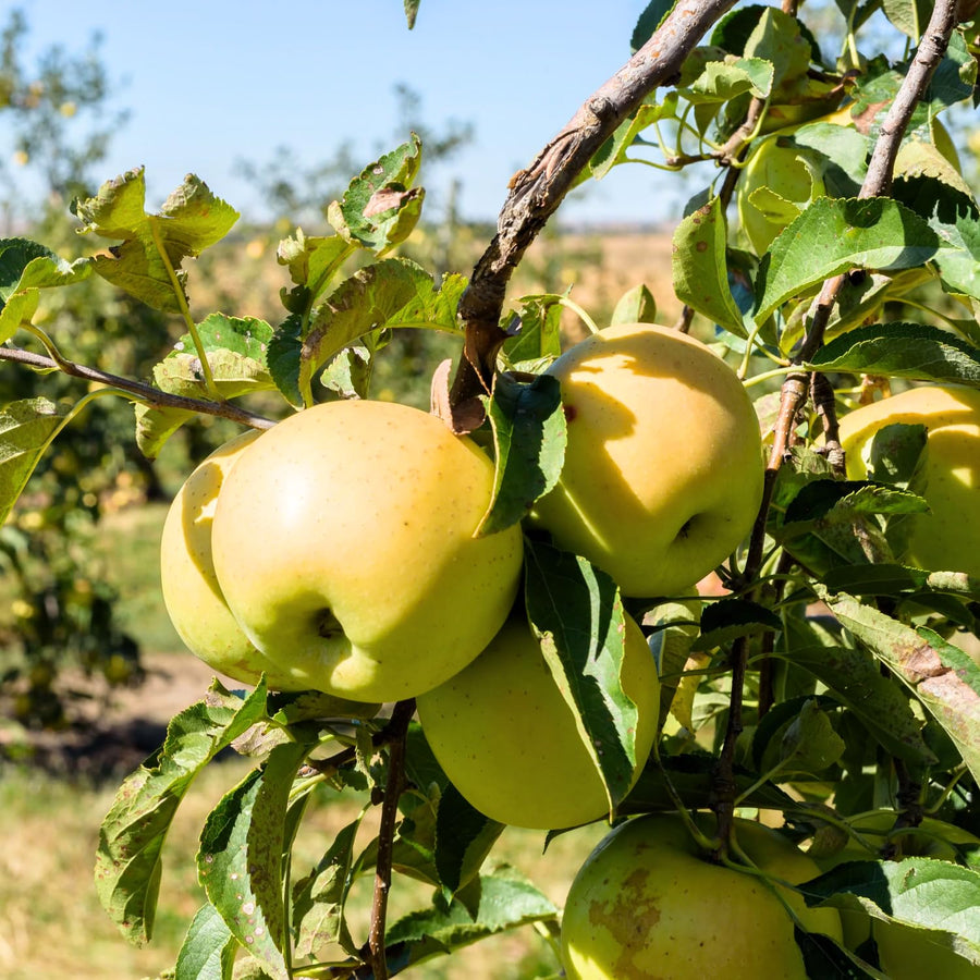1 Apple Tree Live Plant for Planting, 2 Feet Height, Bareroot, Sweet Apple Plant Live for Planting Outdoor, Apple Fruit Tree (Yellow Delicious Apple)