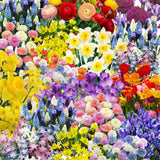 40 Mix Spring Flower Bulbs for Fall Planting, Colorful Flower Bulbs Perennial Outdoor, Top Size Bulb