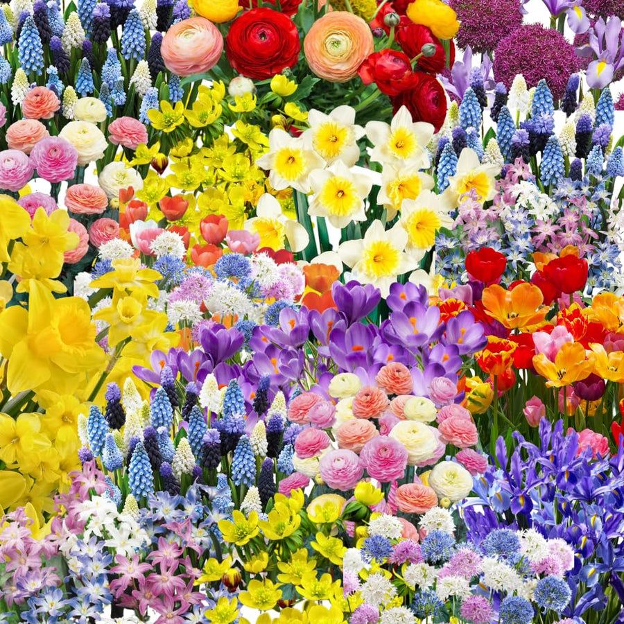 40 Mix Spring Flower Bulbs for Fall Planting, Colorful Flower Bulbs Perennial Outdoor, Top Size Bulb