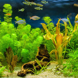 200 Mix Aquarium Grass Seeds for Planting, Aquarium Seeds, Aquatic Grass Garden