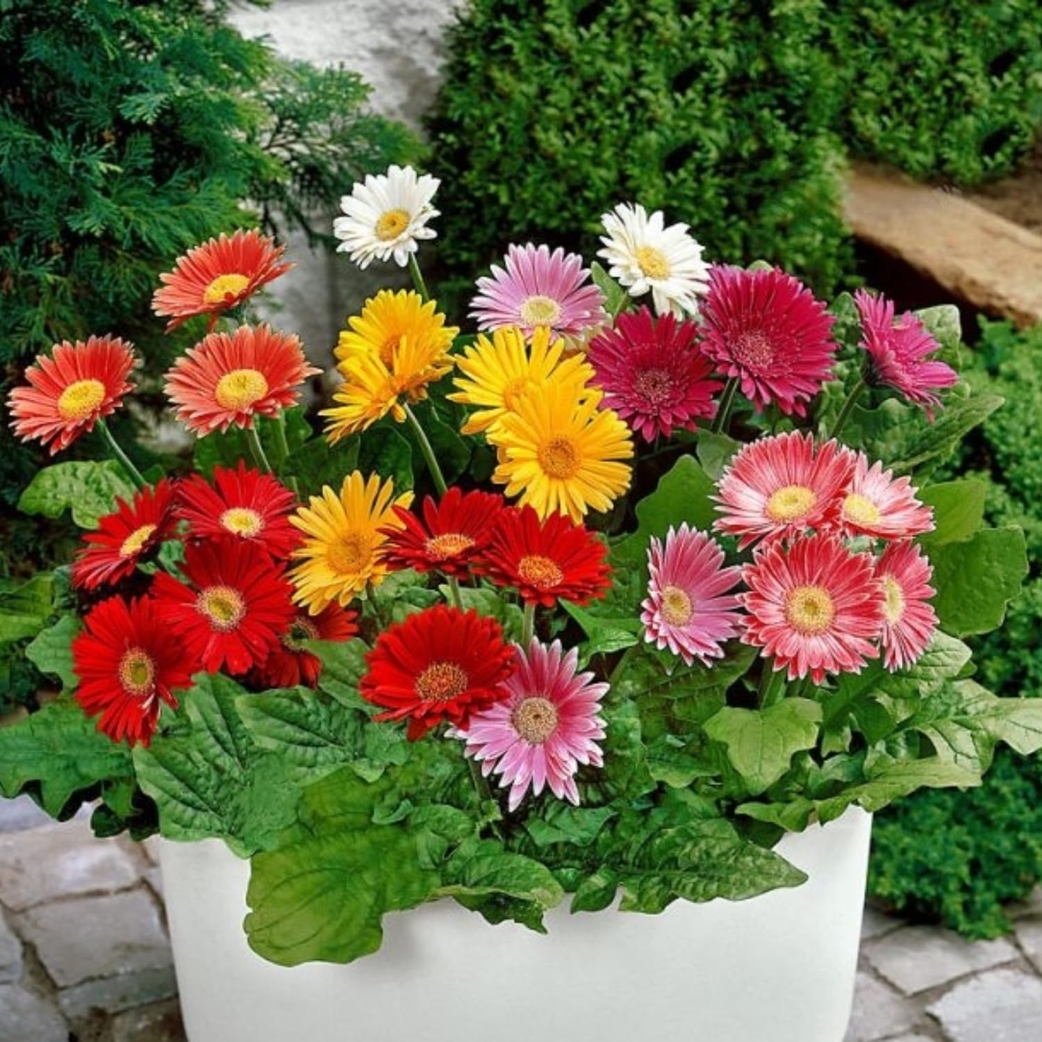 2 Random Gerbera Daisy Plants Live, Gerbera Daisies Flower Plants 5 to 7 Inches Tall, Ready to Bloom, Hardy Outdoor Plant