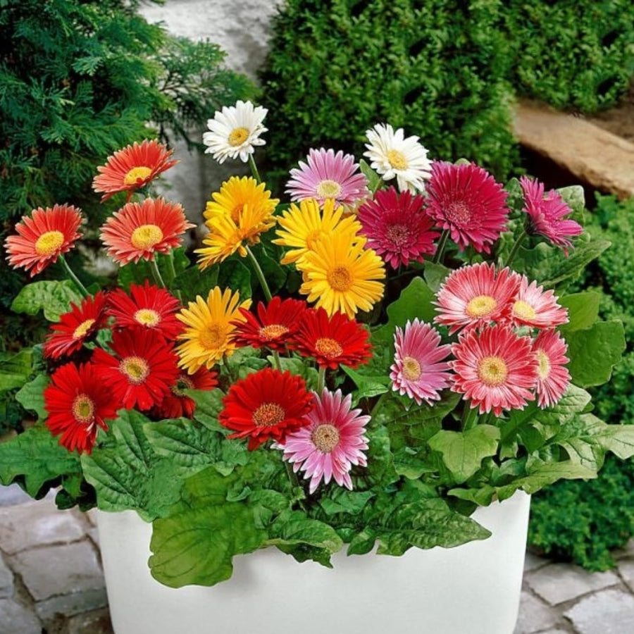 2 Random Gerbera Daisy Plants Live, Gerbera Daisies Flower Plants 5 to 7 Inches Tall, Ready to Bloom, Hardy Outdoor Plant