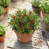 100 Bird Chili Pepper Seeds, Thai Chili Pepper Seeds, Hot Pepper Vegetable Seeds for Outdoor Garden and Indoor Containers