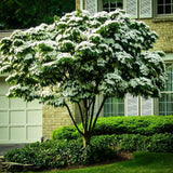 Quart Pot Kousa White Dogwood Trees Live Plants Flower Shrubs, Dormant White Flowering Dogwood Plants Live, 6-14" Tall Dogwood Trees Planting in Outside Winter