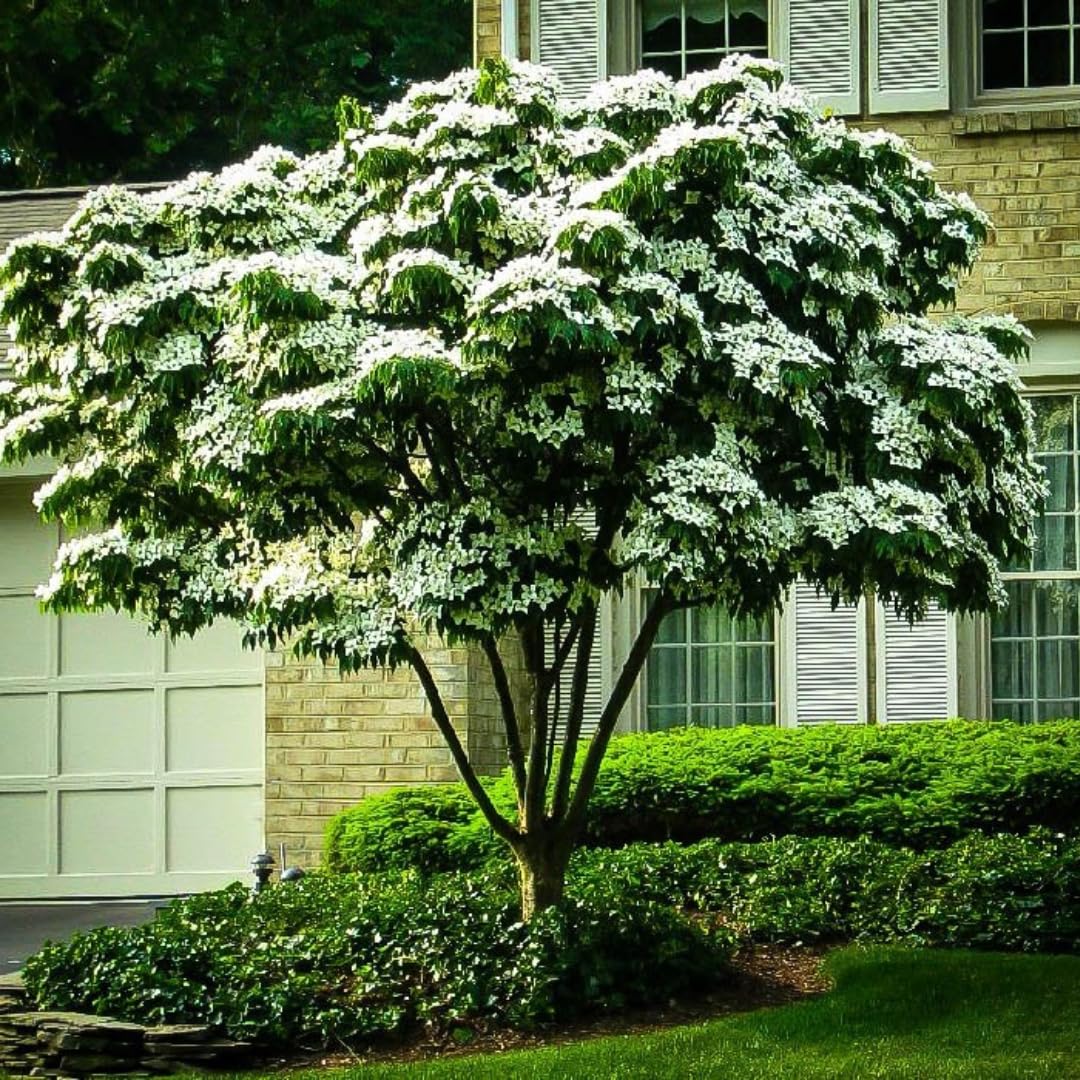 Quart Pot Kousa White Dogwood Trees Live Plants Flower Shrubs, Dormant White Flowering Dogwood Plants Live, 6-14" Tall Dogwood Trees Planting in Outside Winter