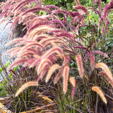 2 Ornamental Grass Plants - Purple Fountain Grasses Live Plants Perennial - 5-9 Inc Tall - Live Grass Seedlings Indoor Outdoor