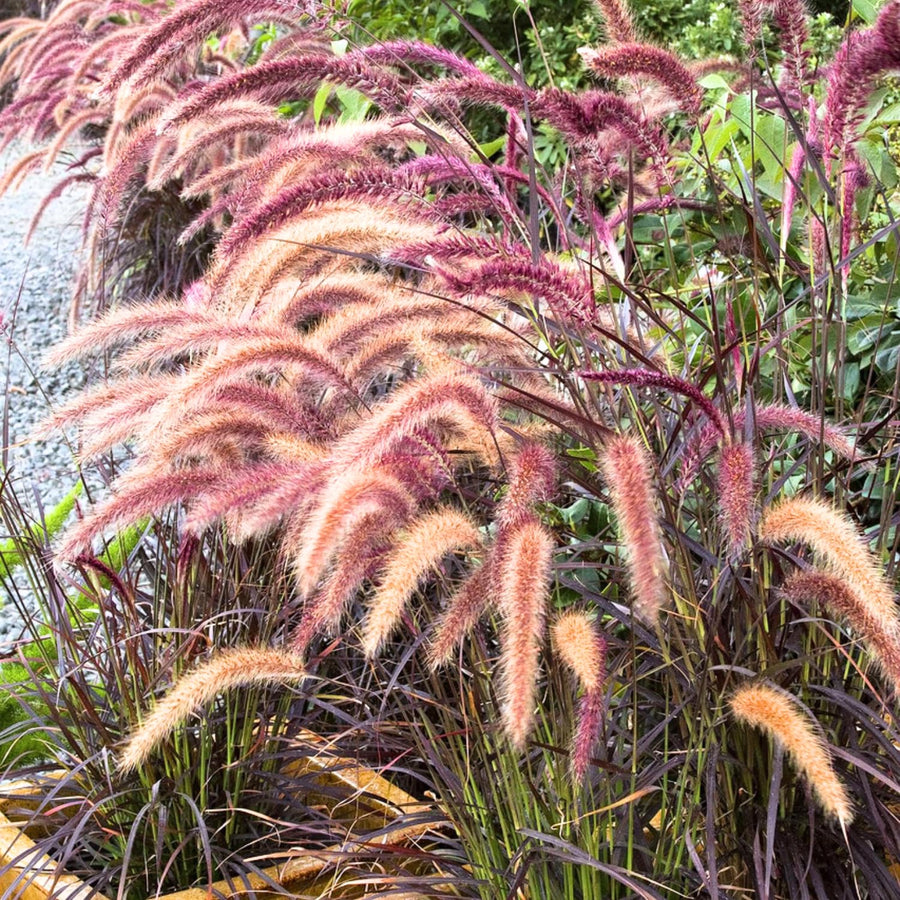 2 Ornamental Grass Plants - Purple Fountain Grasses Live Plants Perennial - 5-9 Inc Tall - Live Grass Seedlings Indoor Outdoor