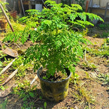 2 Moringa Plant Live Tree 1-2 Feet Tall in Pot, Malunggay Plant Live, Moringa Oleifera Tree Plant Live, Drumstick Horseradish, No CA