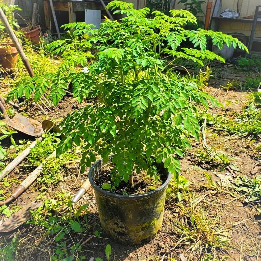 Live Moringa Oleifera Tree Plant, 1-2 Feet Tall, Established Malunggay Plant in Pot, Fast-Growing Drumstick Tree, No CA