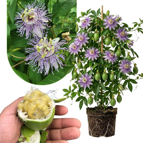 Passiflora Incarnata Maypop Live Plant, Purple Passion Flower Vine, 4-8'' Tall, Cold Hardy Perennial for Patio, Trellis and Outdoor Garden, Well Rooted Starter Plant