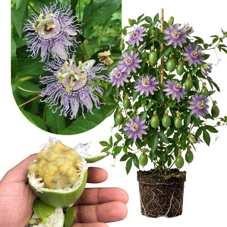 Passiflora Incarnata Maypop Live Plant, Purple Passion Flower Vine, 4-8'' Tall, Cold Hardy Perennial for Patio, Trellis and Outdoor Garden, Well Rooted Starter Plant