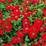 2 Red Verbena Plants Live for Planting, Colorful Blooming Flower Plant, Verbena Live Plants, 4 to 6 Inc Tall
