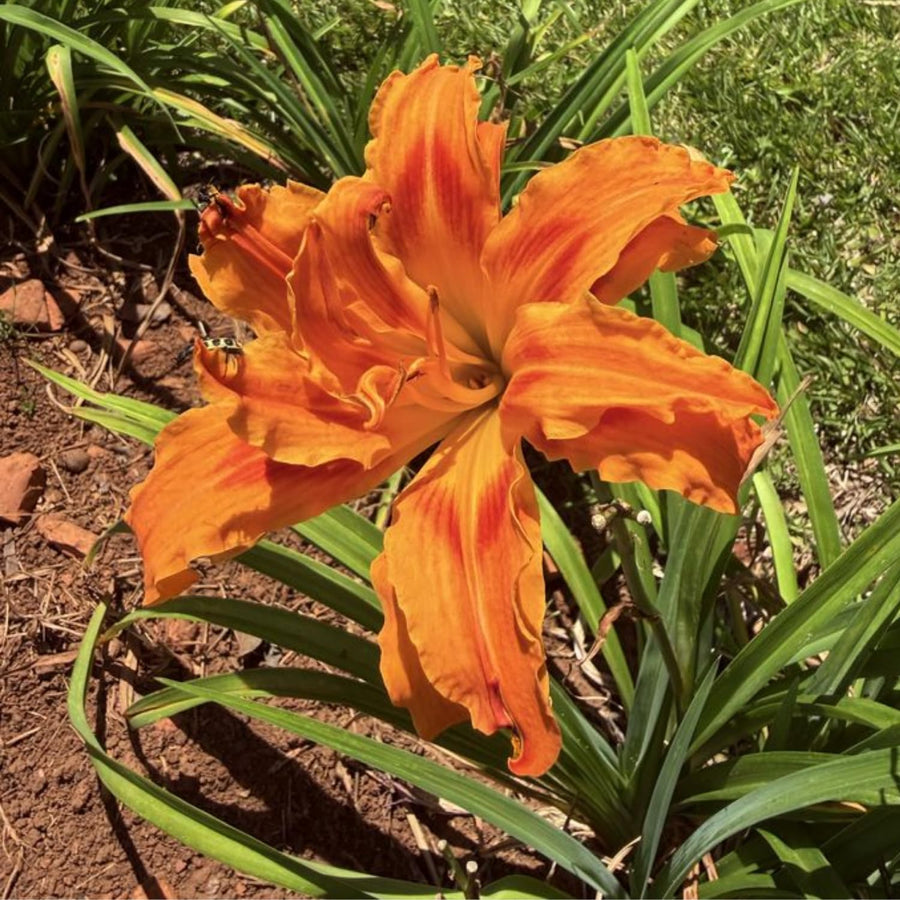 Double Orange Bloom Daylily Roots, Live Reblooming Daylily Bare Root Perennial - 3 Roots for Planting Outdoor Garden Landscape
