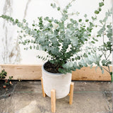 Eucalyptus Tree Live Plant 5″ Pot, Fragrant Eucalyptus Plant, Easy Grow Ornamental Tree for Outdoor (Silver Dollar Eucalyptus)