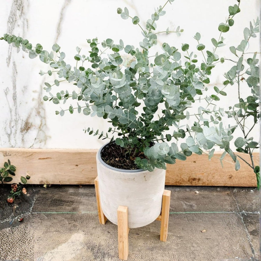 Eucalyptus Tree Live Plant 5″ Pot, Fragrant Eucalyptus Plant, Easy Grow Ornamental Tree for Outdoor (Silver Dollar Eucalyptus)
