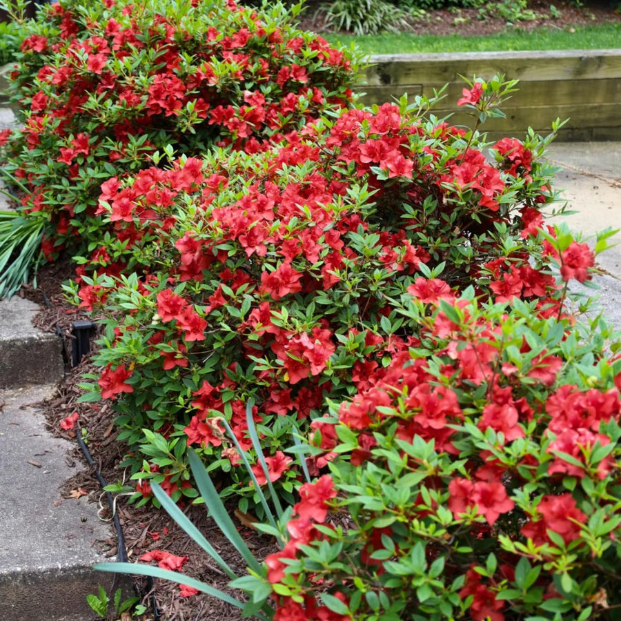 Red Azalea Plant Live, 10 Inches Tall, Hardy Flowering Shrub for Outdoor Planting and Landscaping