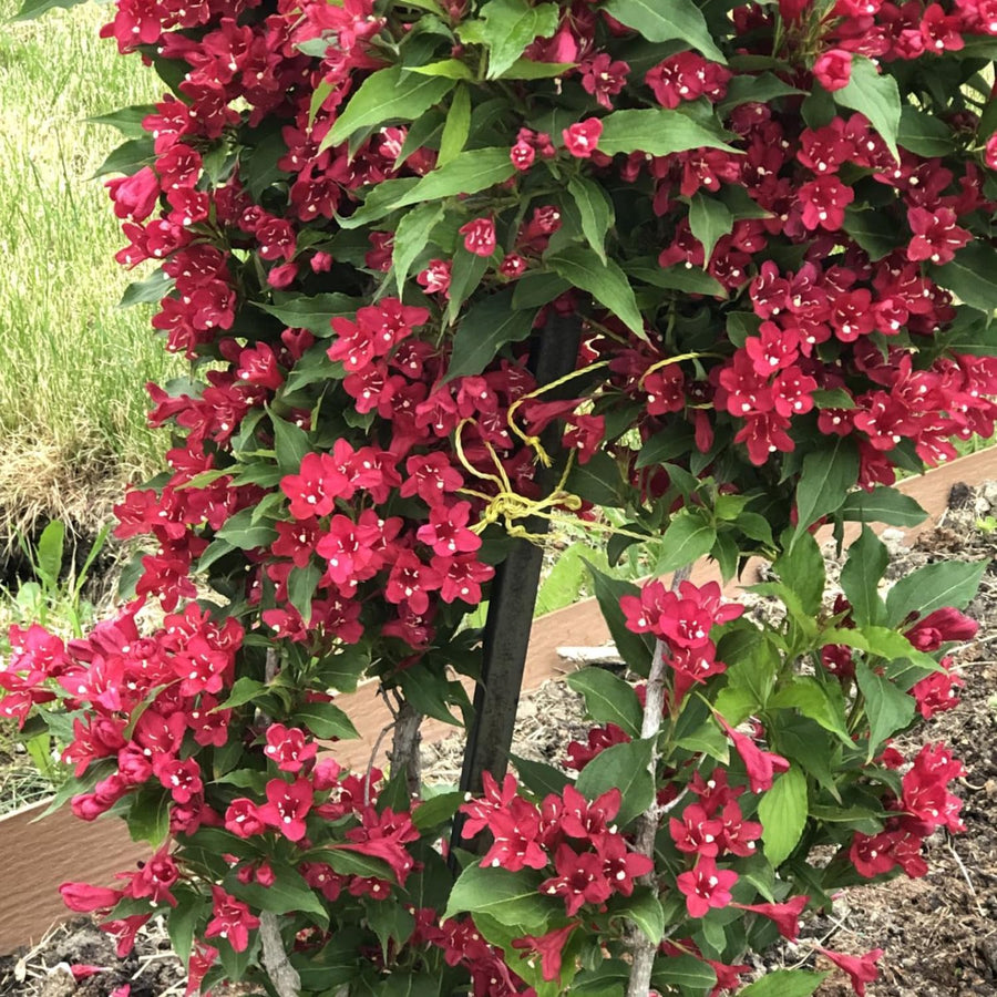 Red Weigela Plant Live, Flowering Weigela Bush, 8-12'' Tall in Quart Pot, Perennial Shrub for Outdoor Planting