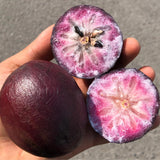Star Apple Tree Live Plant, Purple Star Apple Plant Live, 1 Gallon Pot, 2-3 Feet Tropical Fruit Tree