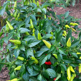 200 Pepper Seeds for Planting, Pepper Seeds for Indoor Outdoor Garden
