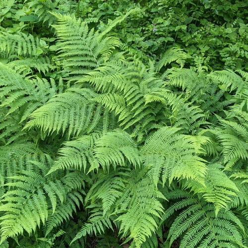 5 Lady Fern Rhizomes Plant, Fern Roots for Planting, Hardy Perennial Shade Garden Flowers