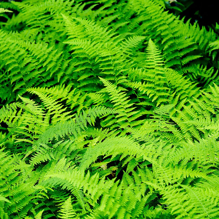 Set 10 Hay Scented Fern Rhizomes, Ferns Starter Roots, Perennial Fern Plants, Ready to Grow