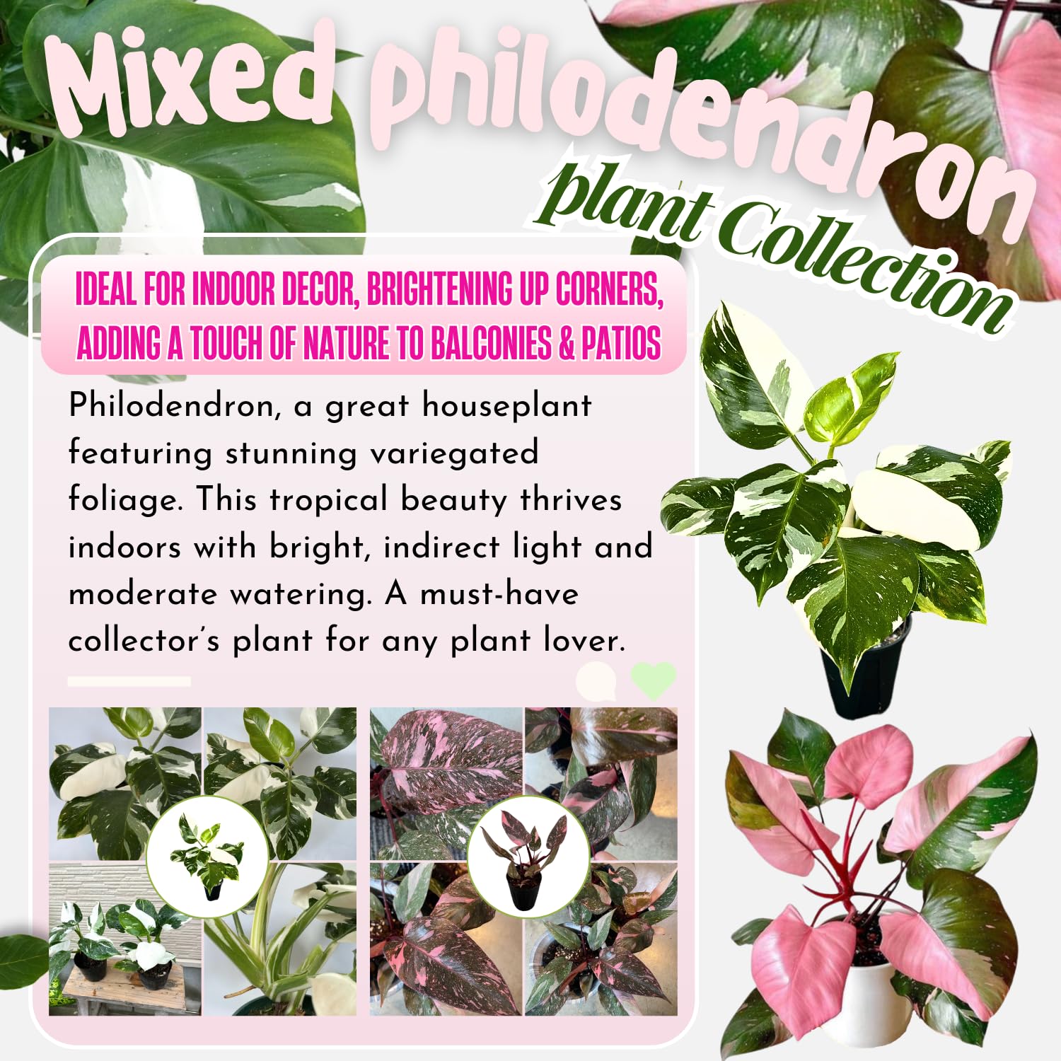 2 Mix Rare Philodendron Live Plant 5-9" Tall, Rare Tropical Indoor Houseplant Home Garden