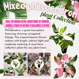 2 Mix Rare Philodendron Live Plant 5-9" Tall, Rare Tropical Indoor Houseplant Home Garden