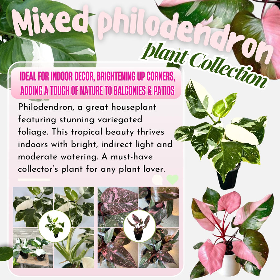 2 Mix Rare Philodendron Live Plant 5-9" Tall, Rare Tropical Indoor Houseplant Home Garden