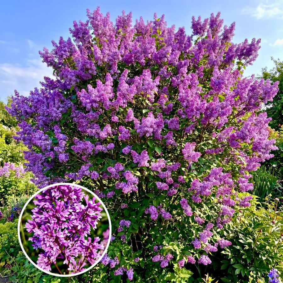 Vibrant Purple Lilac Bush Live Tree Plant, 1 Year Old Tree for Planting, 6 to 12 Inches in Tall, Hardy Shrub, Dormant in Winter