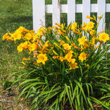 Yellow Daylily Roots, Live Reblooming Daylily Bare Root, Hardy Perennial Flower - 5 Roots for Planting Outdoor Garden Landscape